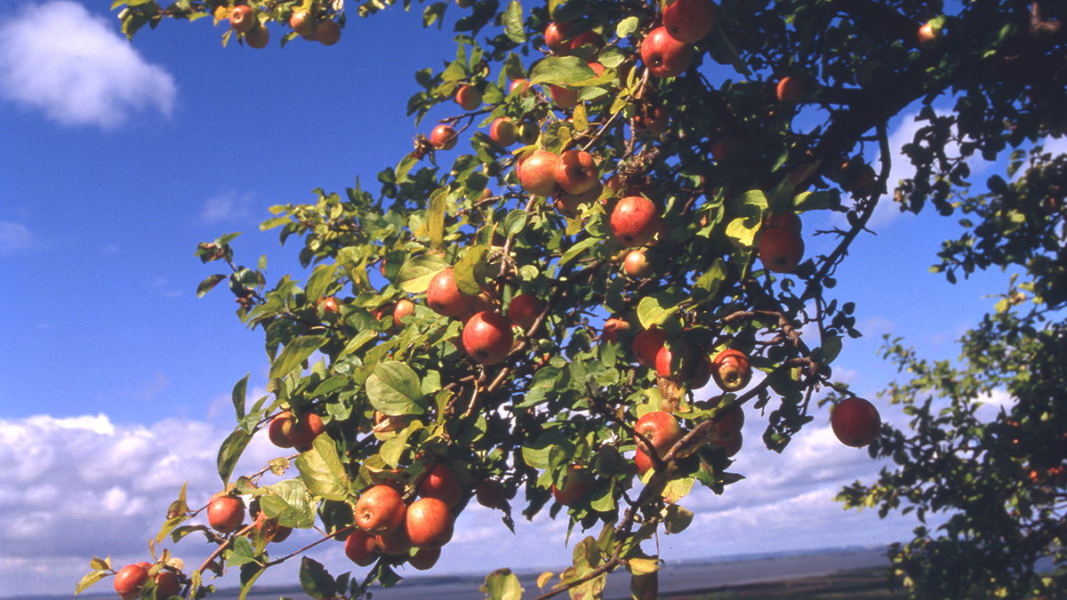 Как используют яблоню. Плодоношение яблони. Подпорка для веток с яблоками. Наш урожай яблок. Яблоки свежий урожай в июле.