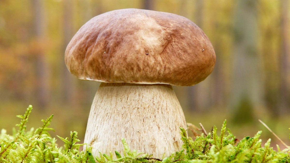 Будете собирать тоннами: посадите грибы в огороде — это очень просто